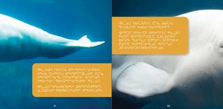 Sample content 5_All About Belugas