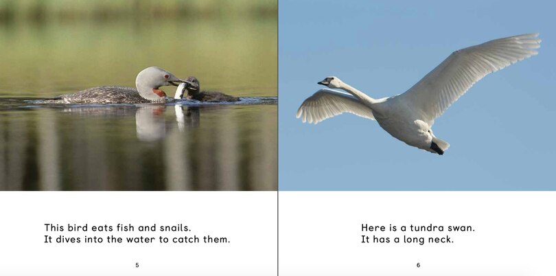 Sample content_All About Birds