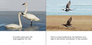 Sample content 2_All About Birds