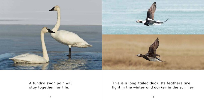 Sample content 2_All About Birds