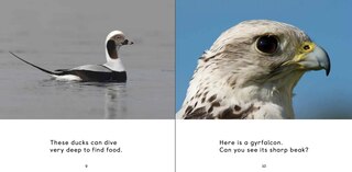 Sample content 3_All About Birds