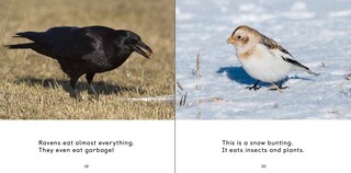 Sample content 4_All About Birds