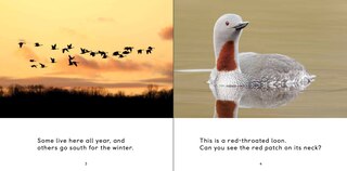 Sample content 5_All About Birds
