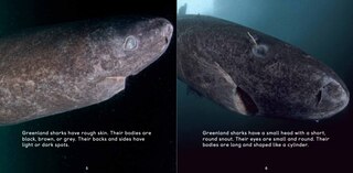 Sample content_All About Greenland Sharks