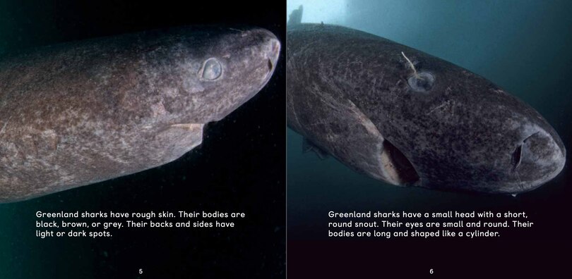 Sample content_All About Greenland Sharks