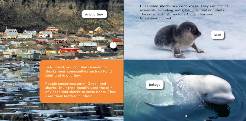 Sample content 4_All About Greenland Sharks