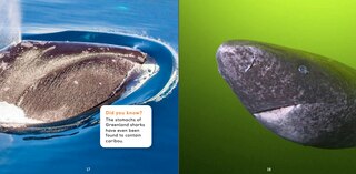 Sample content 5_All About Greenland Sharks