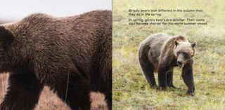 Aperçu du contenu 3_All About Grizzly Bears