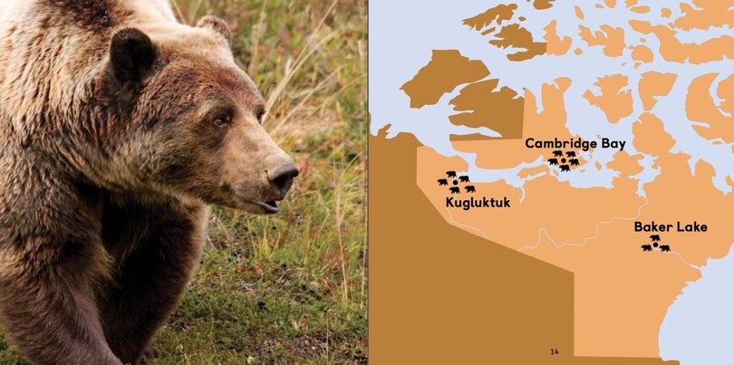 Aperçu du contenu 4_All About Grizzly Bears