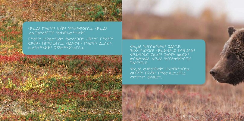 Sample content_All About Grizzly Bears