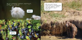 Sample content 2_All About Grizzly Bears