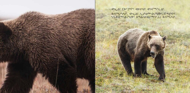 Sample content 3_All About Grizzly Bears