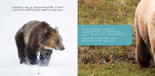 Sample content 4_All About Grizzly Bears
