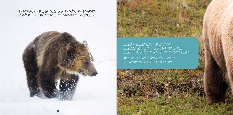 Sample content 4_All About Grizzly Bears