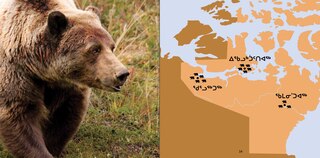 Sample content 5_All About Grizzly Bears