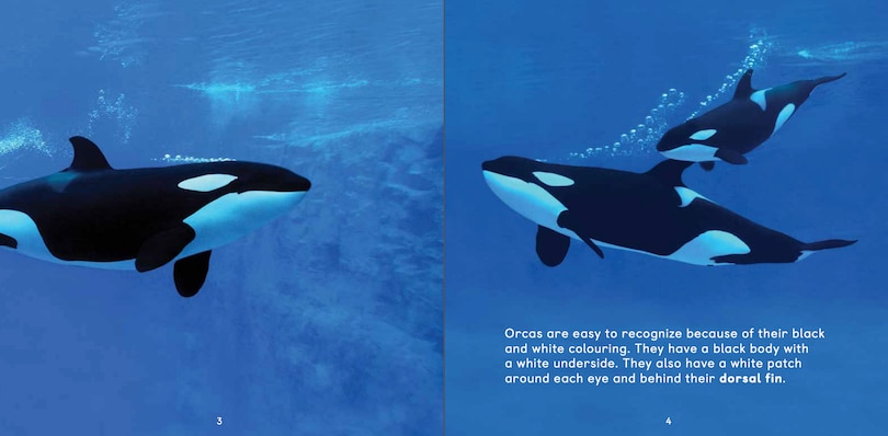 Sample content_All about Orcas