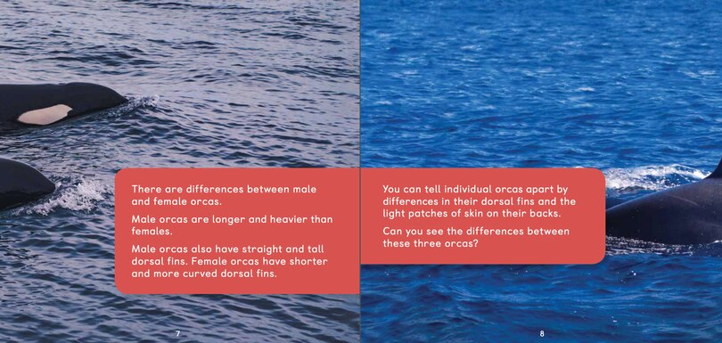 Sample content 2_All about Orcas