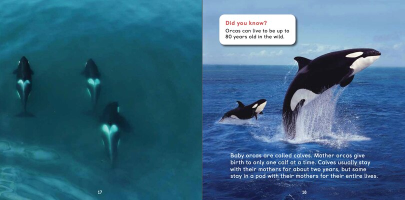 Sample content 4_All about Orcas