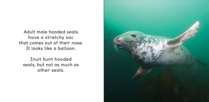 Aperçu du contenu_All About Seals