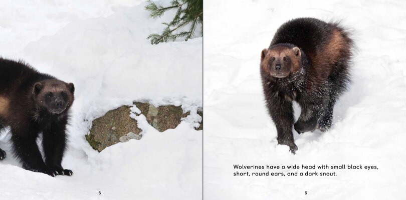Sample content_All about Wolverines