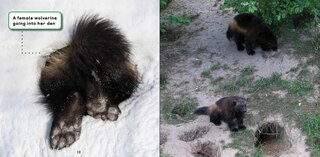 Sample content 2_All about Wolverines