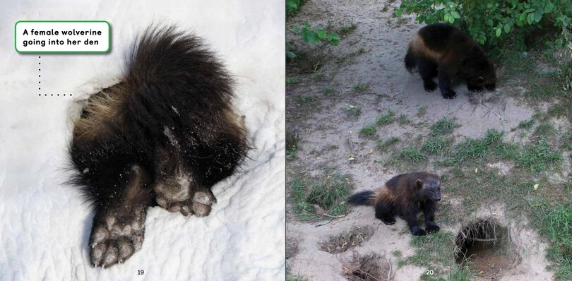 Sample content 2_All about Wolverines