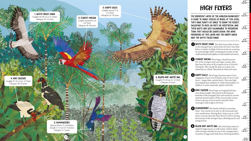 Sample content 2_All The Way Down: Amazon Rainforest