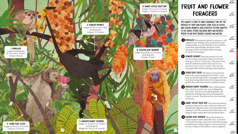 Sample content 3_All The Way Down: Amazon Rainforest