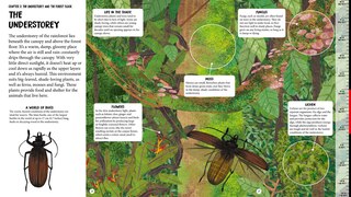 Sample content 4_All The Way Down: Amazon Rainforest