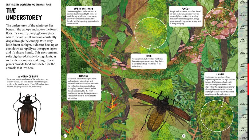 Sample content 4_All The Way Down: Amazon Rainforest