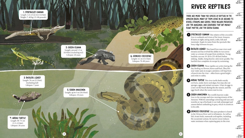 Sample content 5_All The Way Down: Amazon Rainforest