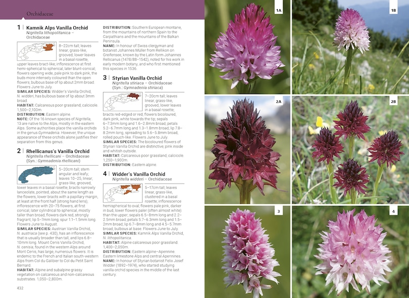 Aper&ccedil;u du contenu_Alpine Flowers