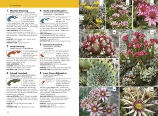 Aper&ccedil;u du contenu 3_Alpine Flowers