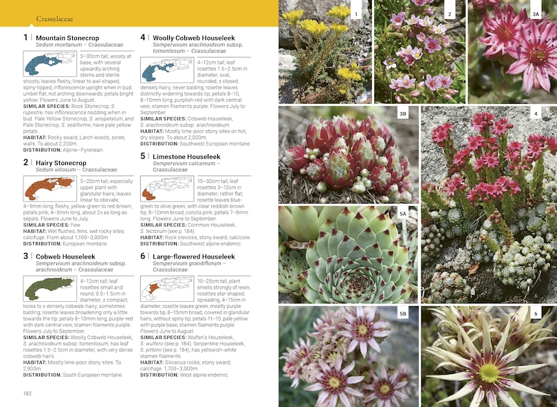 Aper&ccedil;u du contenu 3_Alpine Flowers