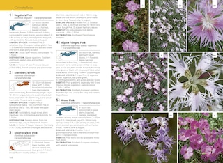 Aper&ccedil;u du contenu 4_Alpine Flowers