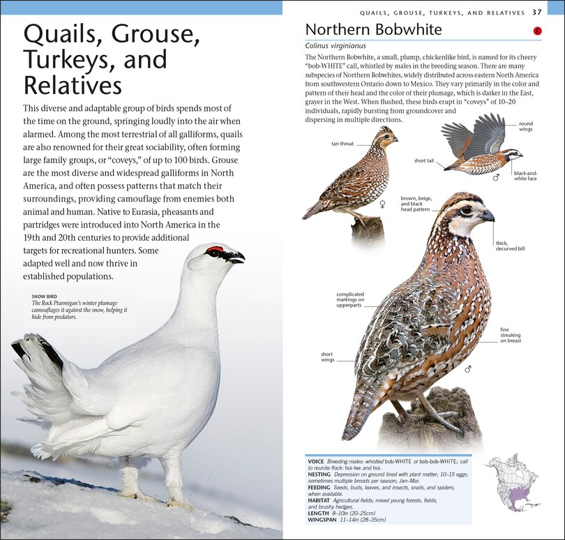 Sample content_Amnh Pocket Birds Of North America Eastern Region