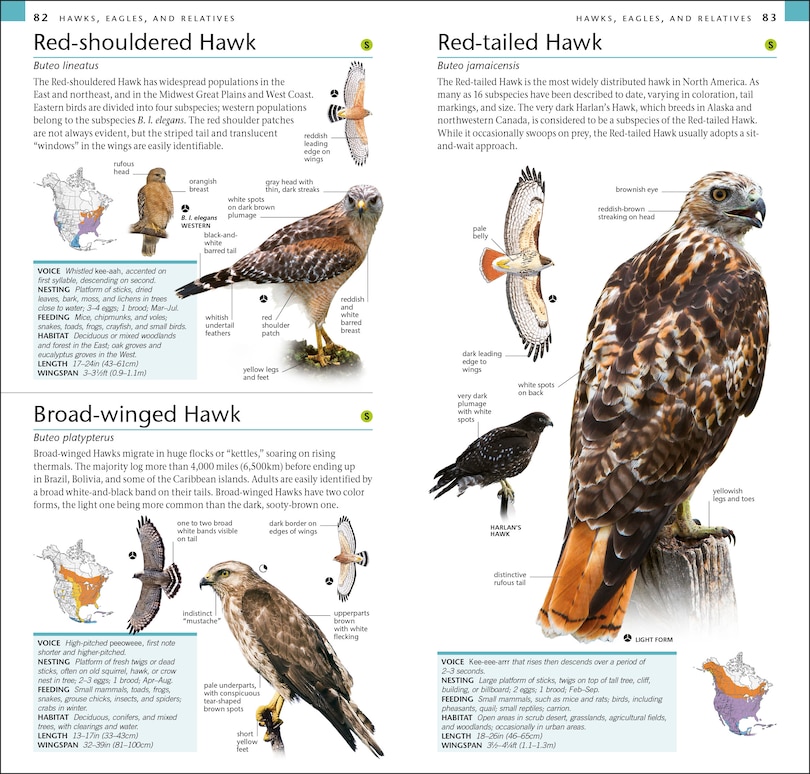 Sample content 2_Amnh Pocket Birds Of North America Eastern Region