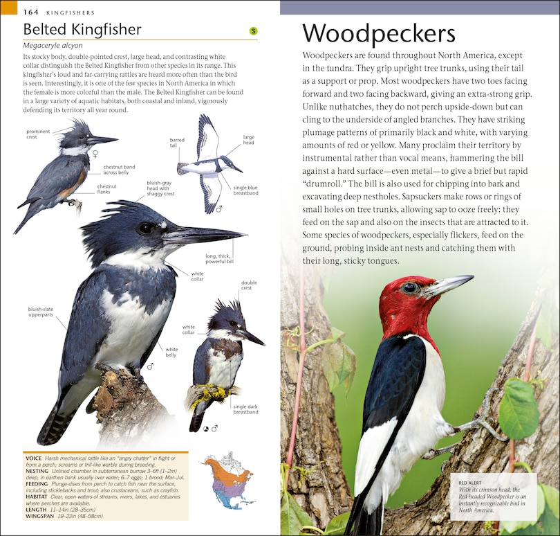 Sample content 4_Amnh Pocket Birds Of North America Eastern Region