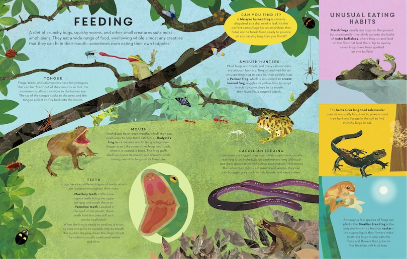 Aper&ccedil;u du contenu_Amphibians Everywhere
