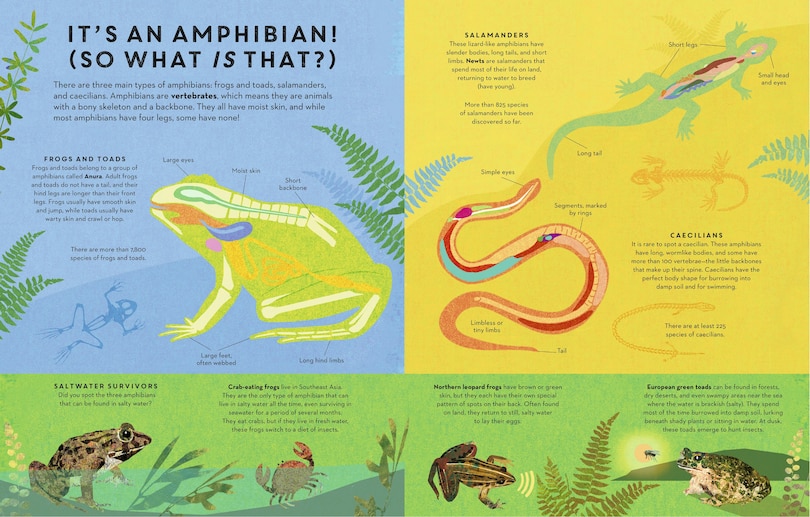 Aper&ccedil;u du contenu 2_Amphibians Everywhere