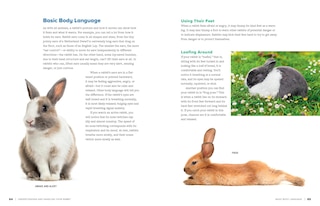 Sample content 2_An Absolute Beginner's Guide to Keeping a Pet Rabbit