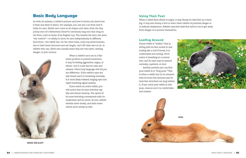 Sample content 2_An Absolute Beginner's Guide to Keeping a Pet Rabbit