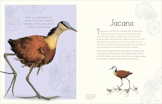 Aper&ccedil;u du contenu 5_An Anthology of Aquatic Life