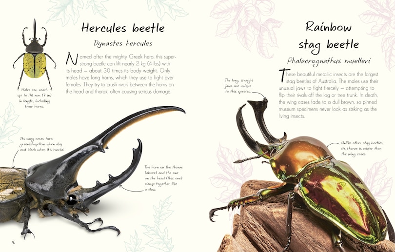 Sample content_An Anthology of Beetles