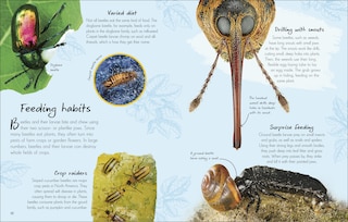 Sample content 5_An Anthology of Beetles