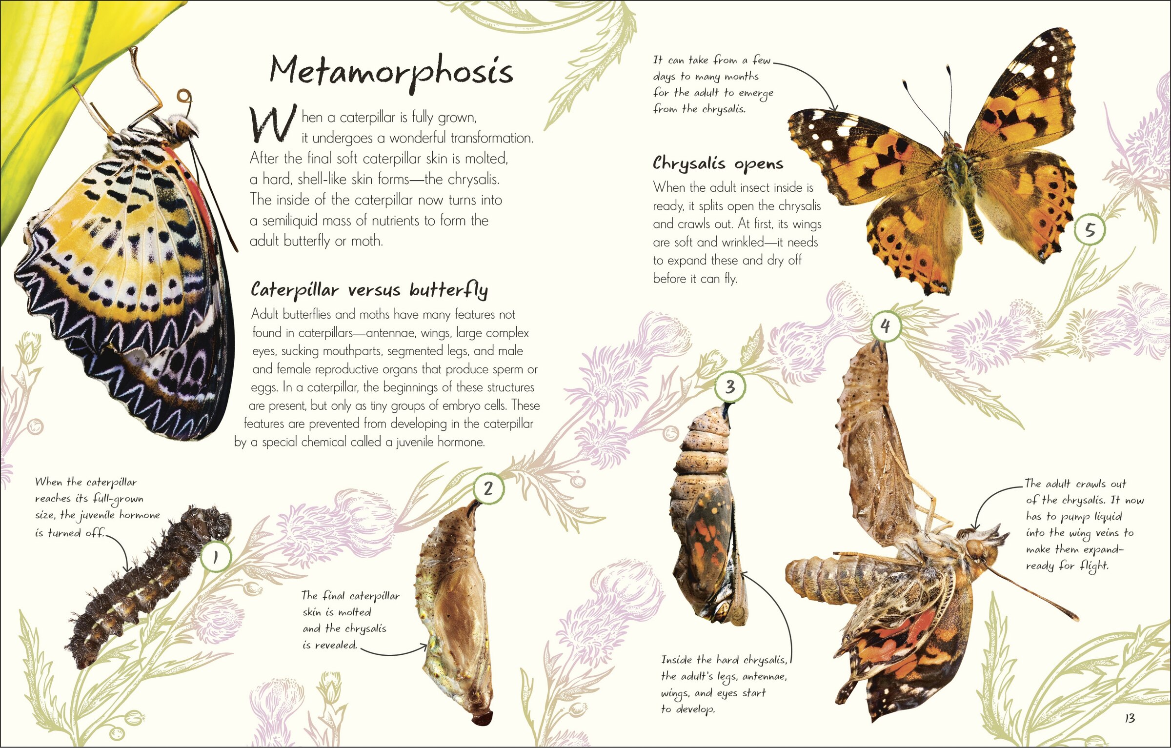 DK 2冊 蝶 蛾 図鑑 洋書 バタフライ Butterflies Moths 洋書