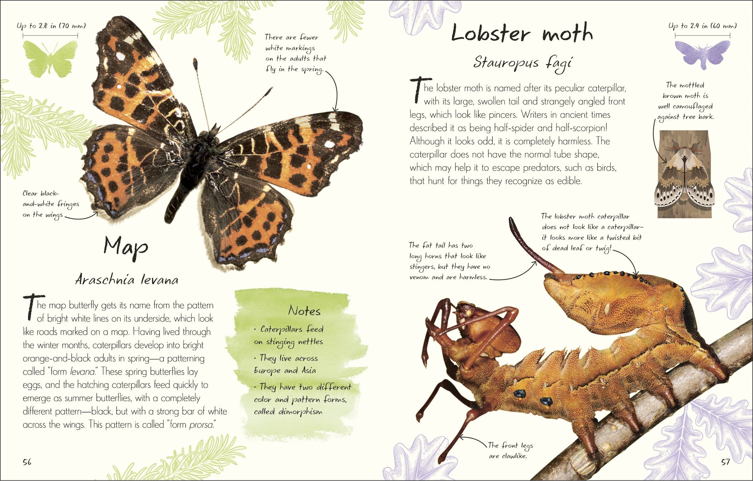 An Anthology Of Butterflies And Moths: A Collection Of