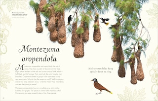 Sample content 3_An Anthology of Exquisite Birds