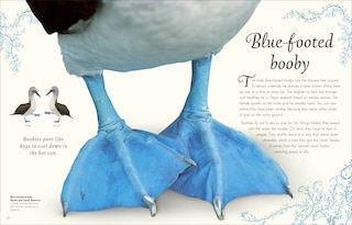 Sample content 5_An Anthology of Exquisite Birds