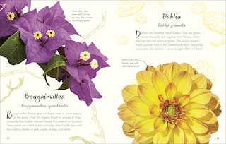 Sample content_An Anthology of Flowers